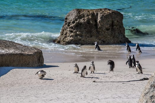 African penguins or Black-footed Penguin at South Africa’s Table Mountain National Park