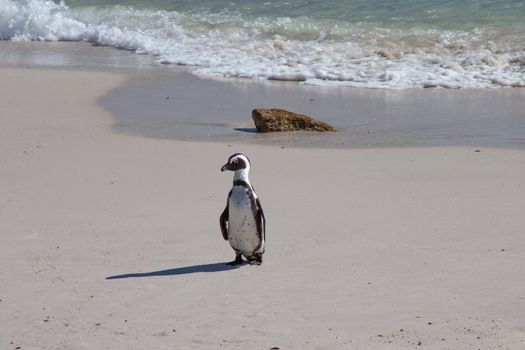 African penguins or Black-footed Penguin at South Africa’s Table Mountain National Park