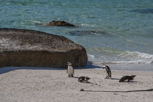 African penguins or Black-footed Penguin at South Africa’s Table Mountain National Park