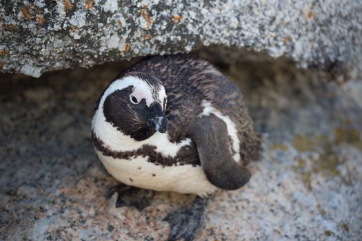 African penguins or Black-footed Penguin at South Africa’s Table Mountain National Park