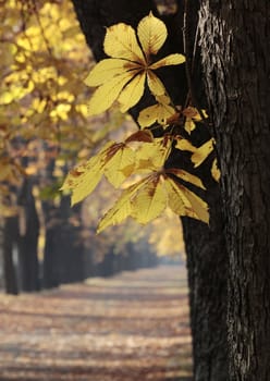 Autumn leaves yellowed near the road.