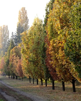 footpath colorful autumn trees