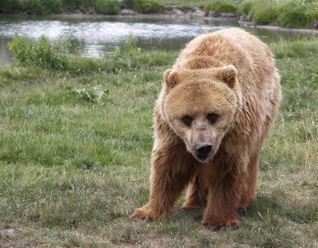 Brown bears are coming towards me.