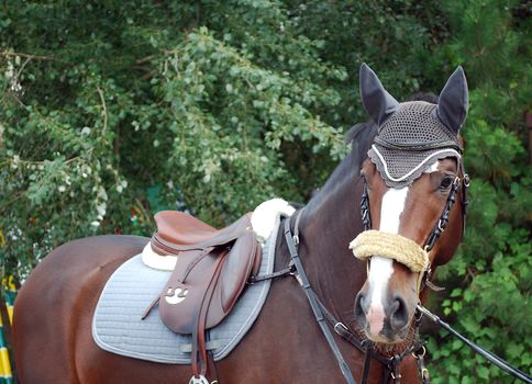 race horse