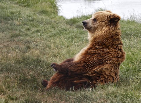 Brown bear sitting on the lake.