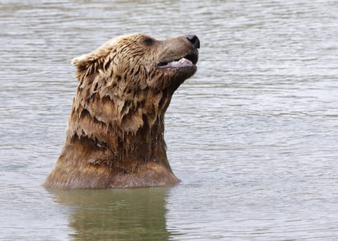 Brown bear bathing in the lake.