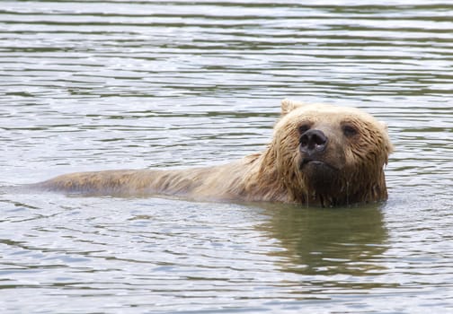 Brown bear bathing in the lake.