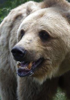 Brown bear watching angrily in the vicinity.