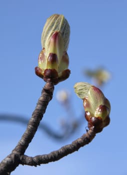 chestnut trees sprouting and flowering