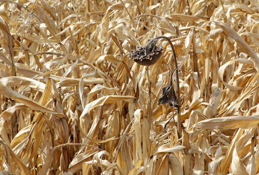 dried corn and sunflower fields