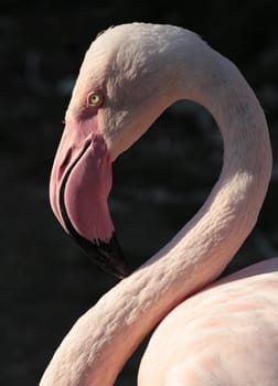 Close view of the long neck of the flamingo.