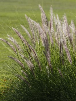 Fresh green Grass on fresh background