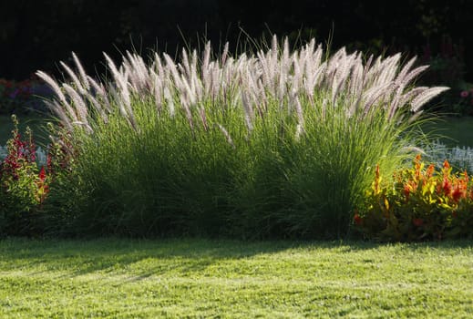 Fresh green Grass on fresh background