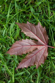 Stock Photo - Beautiful fall colors on an autumn afternoon