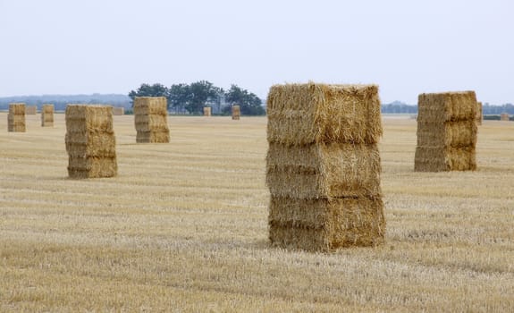 Wheat harvest, the stubble straw bales.