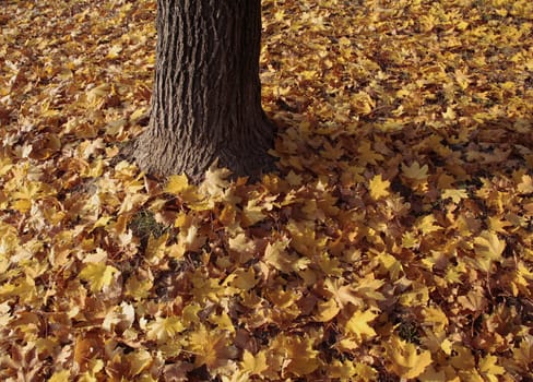 A tree trunk at the foot of autumn leaves.