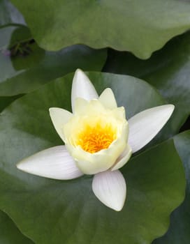 white lotus and green leaves