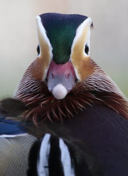 Asian Mandarin Duck color portrait