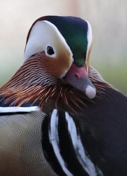 Asian Mandarin Duck color portrait