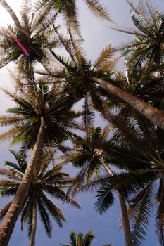 coconut tree seen from below                                