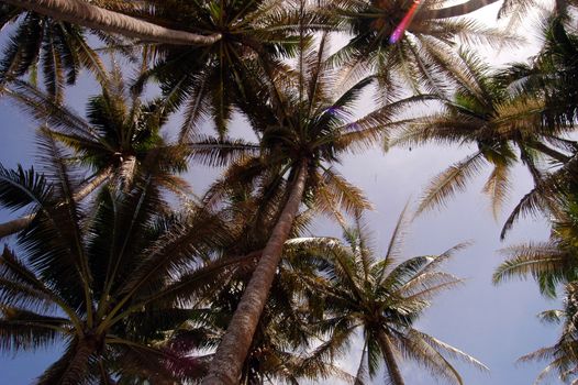 coconut tree seen from below                               