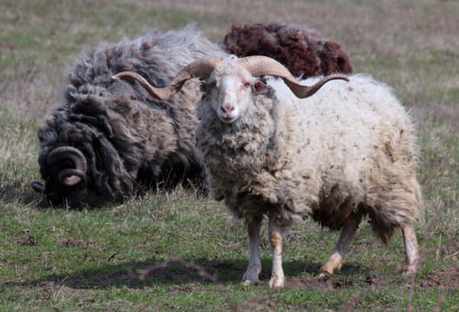 twisted-horn sheep in the meadow