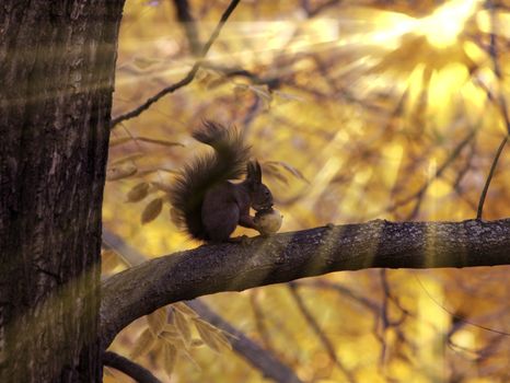 Squirrel eating a tree branch.