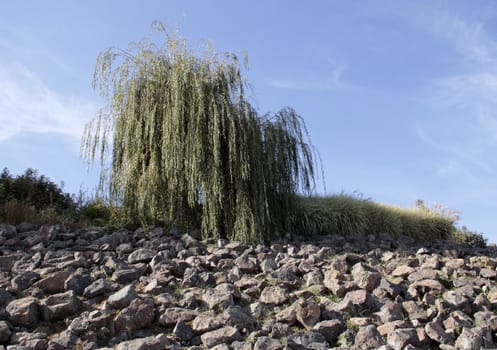 The weeping willow rocky shore.