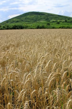 Wheat fields and mountains in the background.