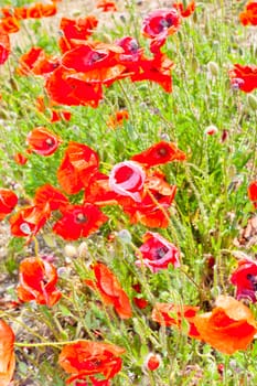 A poppy is any of a number of colorful flowers, typically with one per stem, belonging to the poppy family.