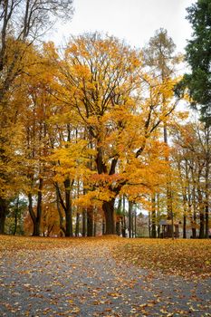 Autumn in park with fallen yellow leaves on ground