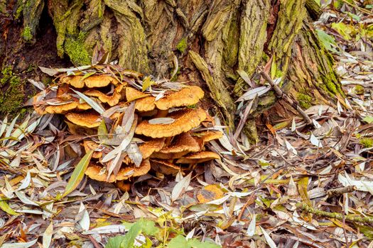 autumn mushroom founded in autumn forrest