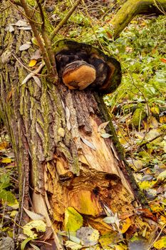 autumn mushroom founded in autumn forrest