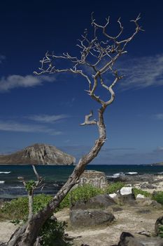 dried up leaveless tree by the beach