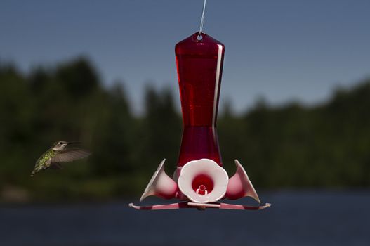 ruby hummingbird in mid-flight going to a bird feeder