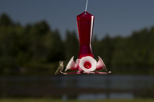 female ruby hummingbird on a bird feeder