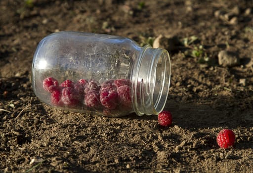 raspberrie in a jar, on the ground