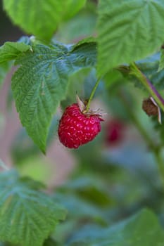 single raspberry in the bush