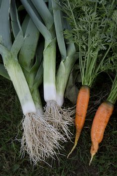 fresh garden carrots and leak on the grass