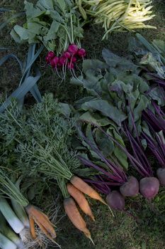 radish, leak, carrot, beetroot and beans freshly pulled from the garden