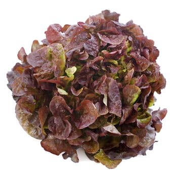 red Lactuca quercina in front of white background