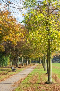 Footpath in a park lined up with trees with orange and yellow leaves in autumn. Recreation Park in Colchester, England.