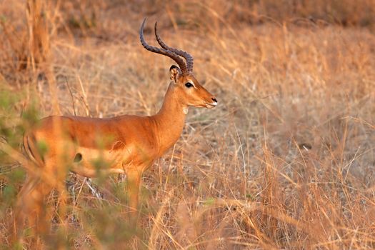 Wild Impala in the African savannah, Tanzania