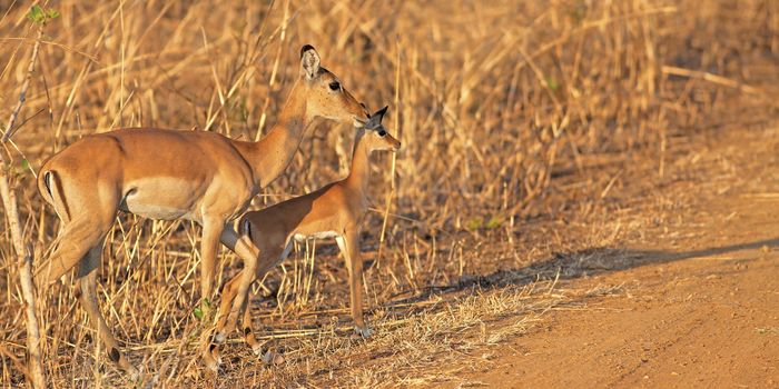 Wild Impala in the African savannah, Tanzania