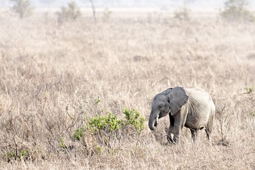 Wild Elephant in the Savannah in Mikumi, Tanzania