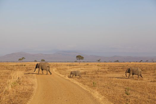 Wild Elephant in the Savannah in Mikumi, Tanzania