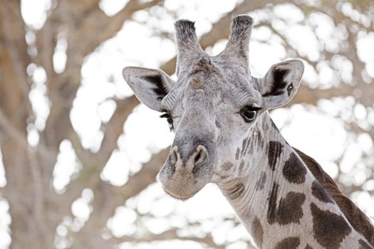 Wild Giraffe in the savannah in Mikumi, Tanzania