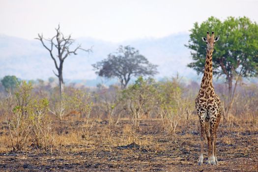 Wild Giraffe in the savannah in Mikumi, Tanzania