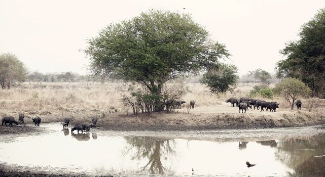 Wild African Buffaloes at the waterhole in the Savannah