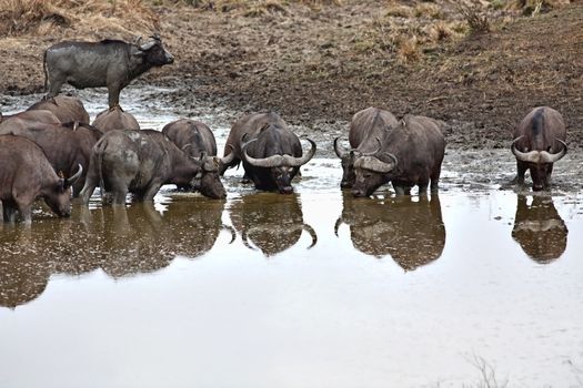 Wild African Buffalo with yellow-billed oxpecker in the Savannah